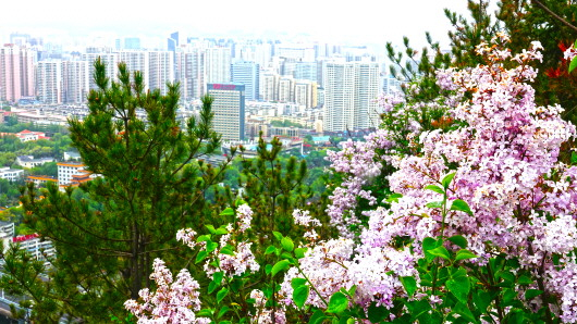 这是5月8日拍摄的西宁城丁香花开景象（5月8日摄）。新华社发（张海东摄）