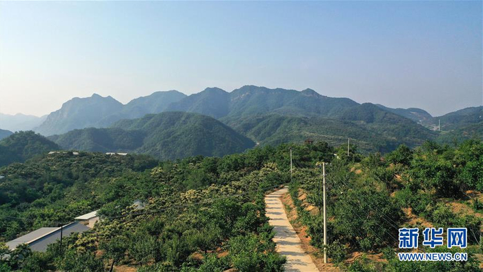 这是6月19日拍摄的天津东山鹊山鸡养殖专业合作社的养殖基地（无人机照片）。新华社记者 马平 摄