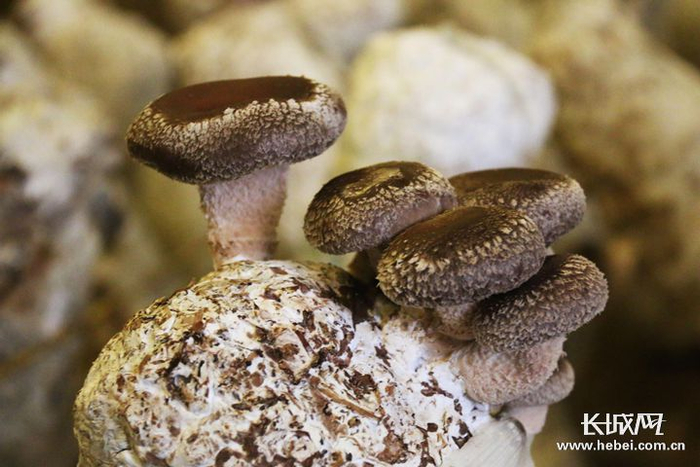 　　在马铃薯地窖试种成功的蘑菇。辛海成 摄