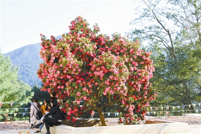 盛开的重瓣滇山茶花