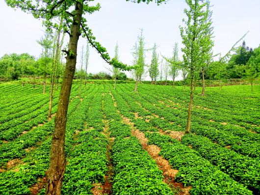 凯里市碧波镇王义村林下太子参种植基地（凯里市委宣传部供图）