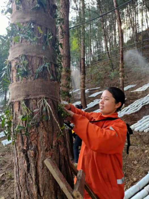 凯里市下司镇淑里村村民们正在栽种铁皮石斛  粟琼摄