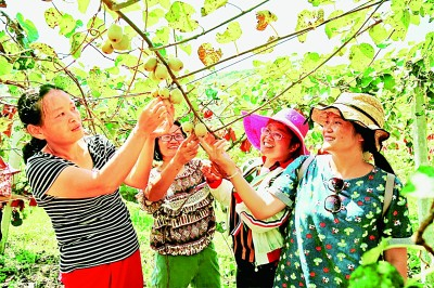  广西环江东兴镇为才村产业示范基地，百亩红心猕猴桃喜获丰收，吸引游客采摘购买，助力当地群众脱贫增收。韦睿摄/光明图片