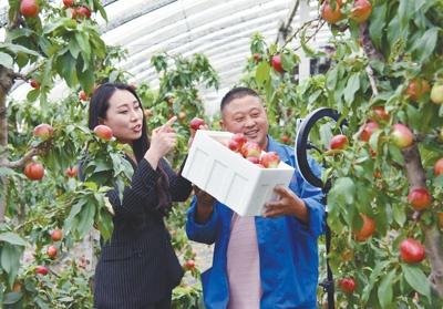 日前，安徽砀山县葛集镇新华村果农在自家油桃大棚里直播带货。