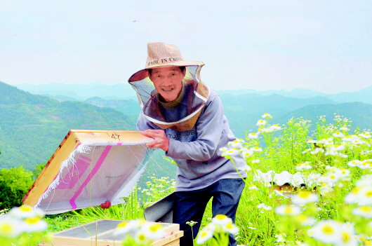 凯里市万潮镇大山村林下养蜂基地,蜂农正在劳作  龙文芳摄