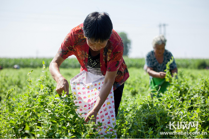 武邑县审坡镇李小庄村村民在采摘金银花。
