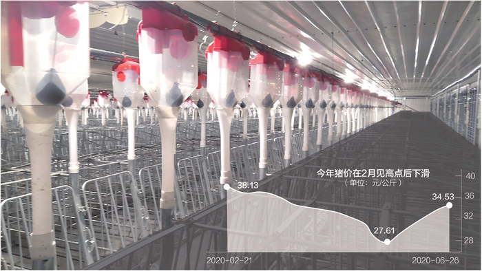 崇州一座新建猪场的自动化喂养系统&nbsp;每经记者朱万平摄 邹利制图