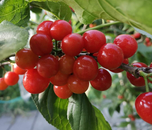 “梁弄红”小樱桃