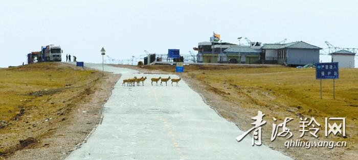 藏羚羊穿过青藏线 