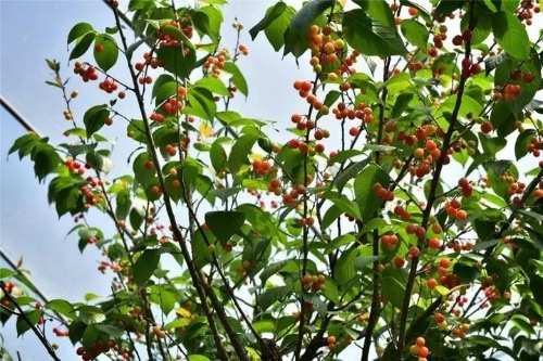 如火如荼搞果园，乡村游遭遇瓶颈