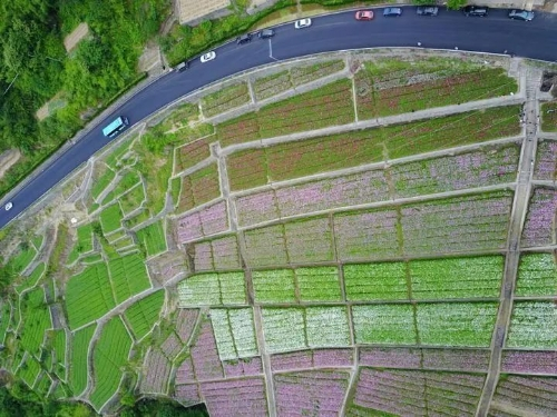 地质灾害隐患点变梯田花海