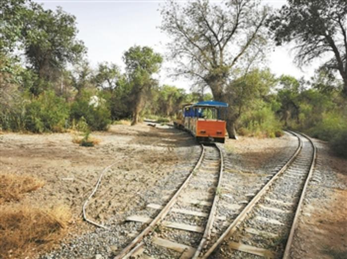 图为新疆轮台县胡杨林景区中，游客预约后乘坐游览小火车穿行。 本报记者 吴铎思 摄