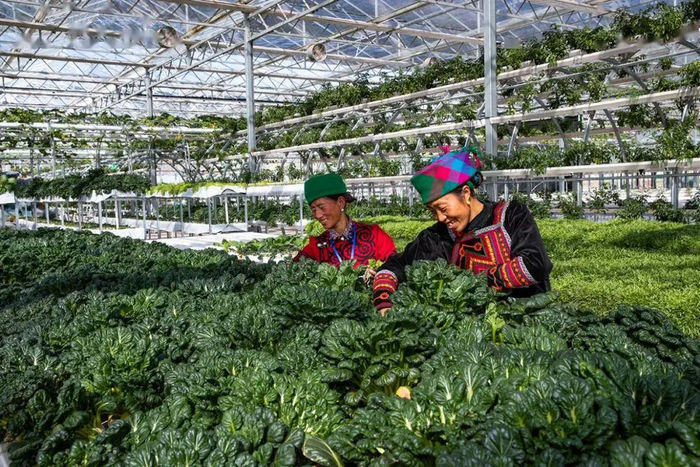 ▲农发行信贷支持的昭觉县虹谷拉达现代农业产业园