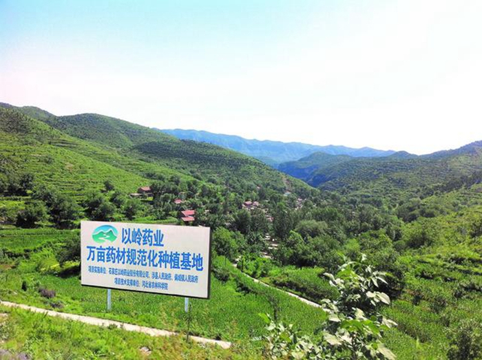 以岭药业连翘种植基地。 资料片