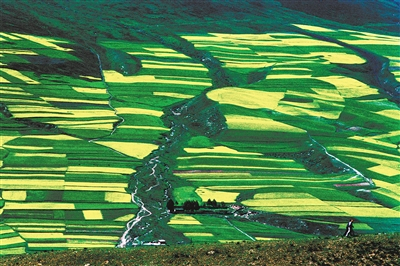 祁连山下锦绣大地。李勇摄