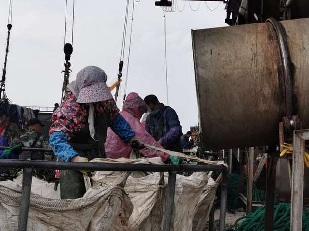 山东荣城寻山集团海带加工现场。本报记者 姚慧/摄