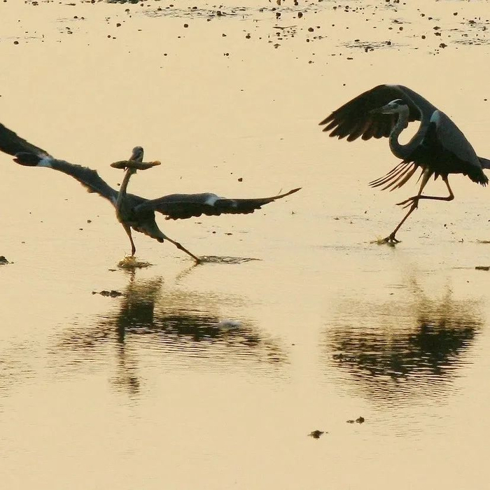 ▲ 在永修县鄱阳湖大湖池湿地，两只苍鹭剑拔弩张，争夺食物。图/图虫·创意