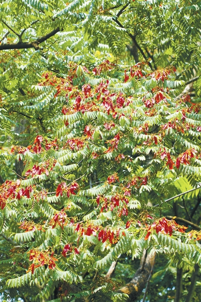 　　任豆树又名“砍头树”，是我国西南喀斯特地区特有珍贵树种，其浑身是宝，堪称石头上的绿色精灵。 朱鑫鑫摄