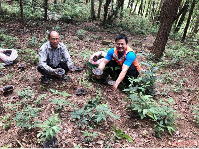 第一书记饶定伦在那旭村仿野生灵芝种植基地查看第一批灵芝种植情况