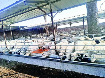 宁夏盐池滩羊养殖场。资料照片