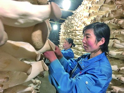 宁夏固原市彭阳县，工人在工厂化菌菇生产车间内采收杏鲍菇。光明日报记者&nbsp;高建进摄/光明图片
