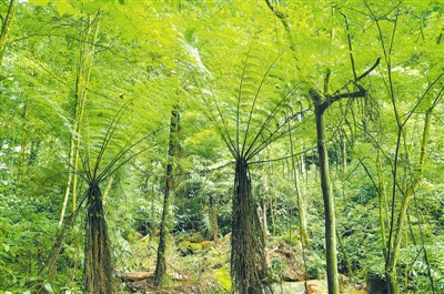 　　桫椤历经沧桑，穿梭亿年，是目前为止仅有的木本蕨类植物，与恐龙同时代，有着“活化石”之称。图为贵州赤水桫椤国家级自然保护区里的桫椤群。 徐永福摄