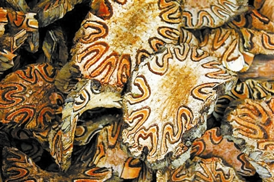 桫椤茎干制成的中药“龙骨风”