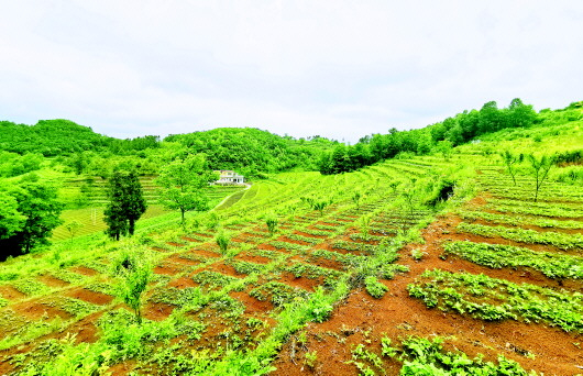 在赫章县朱明乡环山社区,技术人员对核桃进行高枝嫁接  韩贤普摄