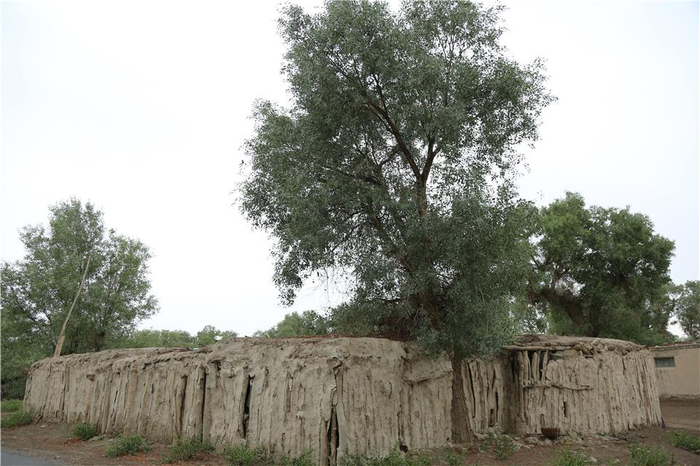 图为老草湖乡留存的用木头和泥巴建成的老民房。李建坡 摄