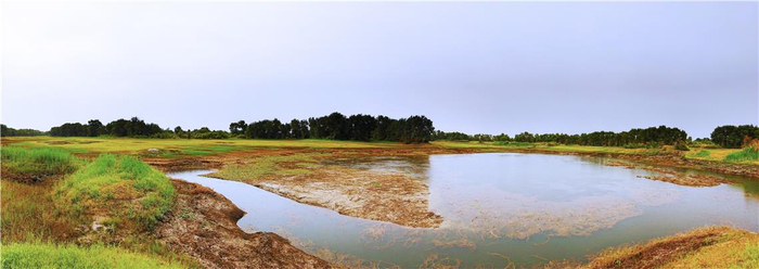 图为雨后的老草湖湿地。李建坡 摄