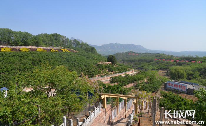 前南峪村的果园。