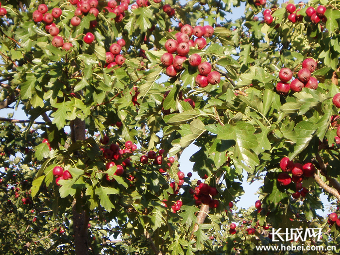 治理后名特优品种。