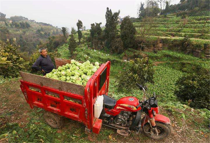 在重庆市涪陵区百胜镇广福村，一辆摩托车的货箱里装满了当地村民采收的青菜头（2月21日摄）。新华社记者 兰红光 摄
