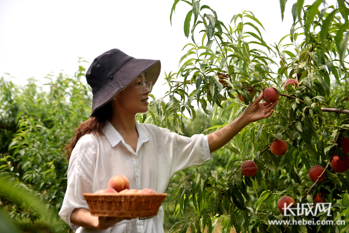 游客在李山峰的有机果品采摘园里采摘桃子。刘杨 摄