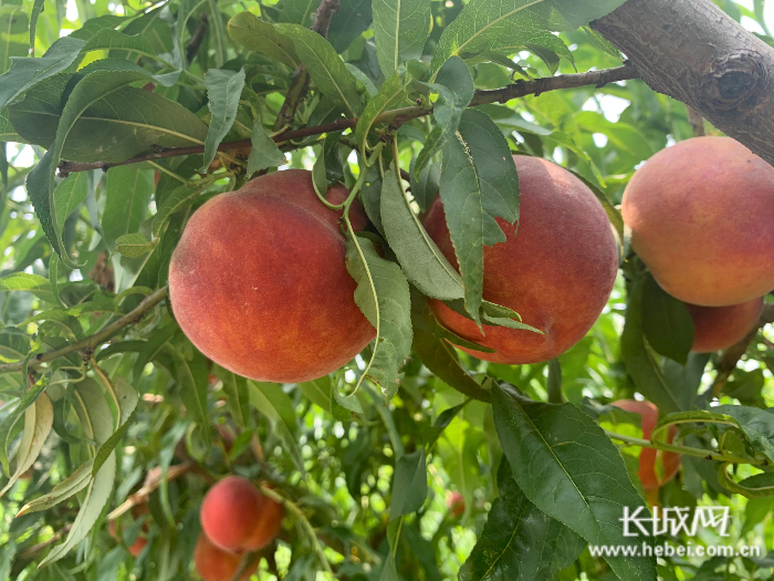 　采摘园里的桃子挂满枝头。刘杨 摄