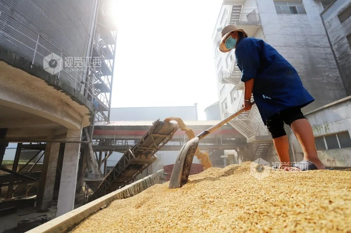 ↑7月19日，安福县横龙镇农民在一家粮企销售稻谷  图源：中国江西网