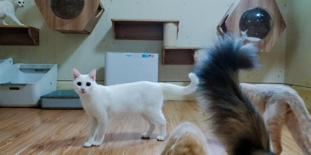 救助站室内安装的吉若奥宠物净化器