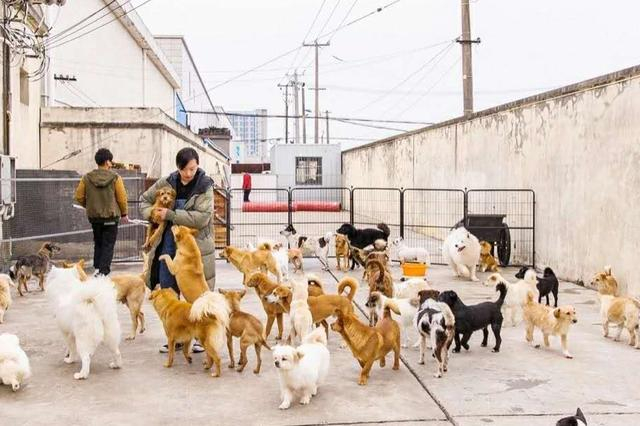 黄阿姨救助站救助的众多流浪狗狗