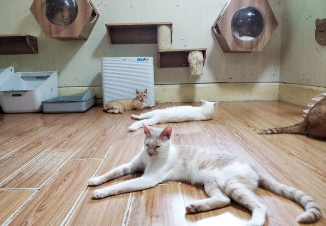 救助站的猫咪们正享受