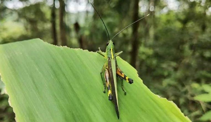 △黄脊竹蝗。图片来源：云南省林业和草原局供图