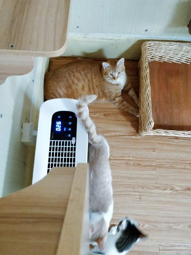 黄阿姨救助站被救助的猫咪
