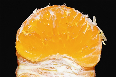 柑橘果瓤 PPBC/朱鑫鑫