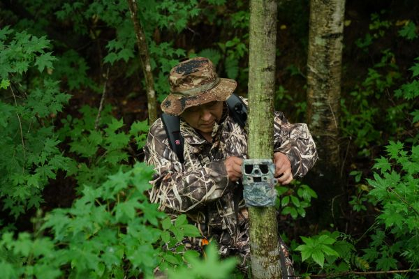 7月8日，野生东北虎保护者在完达山北麓查看架设在树上用于拍摄野生东北虎踪迹的远红外相机。（王松 摄）