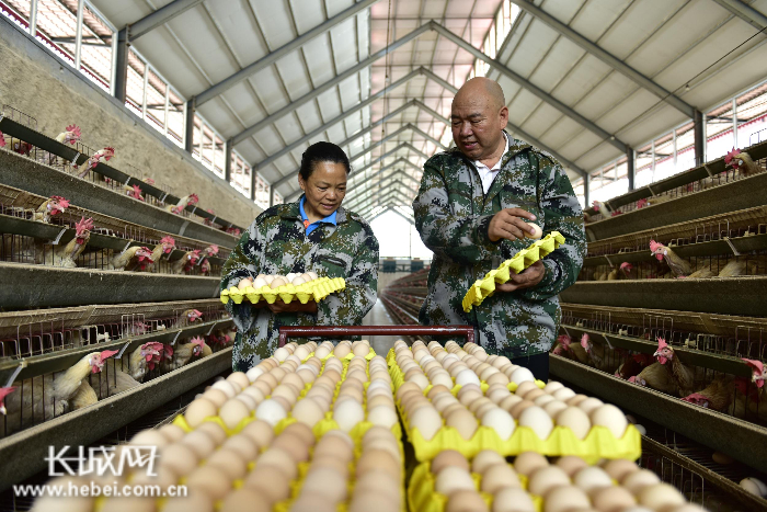 临城县临城镇挟泉村智能化鸡舍内郝海成和工人在捡拾鸡蛋。王永周 供图