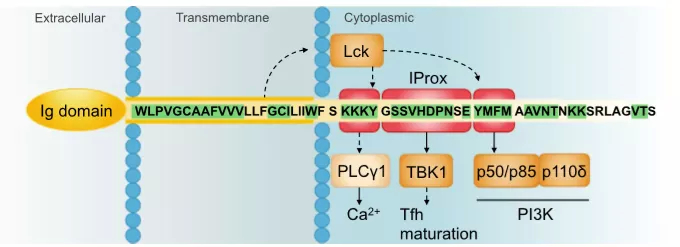 ICOS的组成(跨膜片段和胞质尾区)(