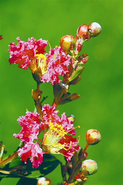 　　“紫薇花开百日红，轻抚枝干全树动。”紫薇树是我国园林中夏秋季重要观花树种。花期长达百日，在民间俗称百日红、痒痒树。只要轻轻一动它的树皮，它就会颤抖不止。图为紫薇花。 PPBC/朱鑫鑫摄