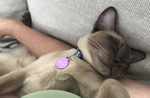  小猫“奥斯卡”（图片由主人阿曼达提供）
