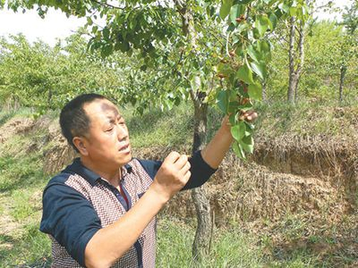 图为曹辉为啤特果疏果。