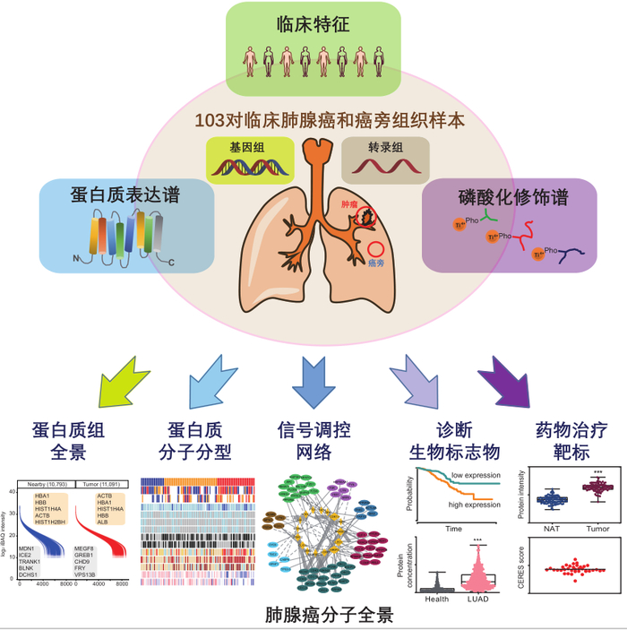 肺腺癌分子全景（军事科学院军事医学研究院提供）