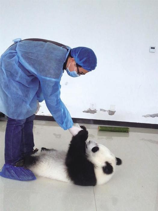 张丹辉与大熊猫幼崽原原玩耍  资料图片